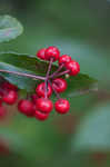 Marlberry